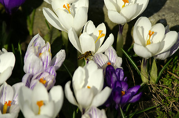 Image showing crocuses