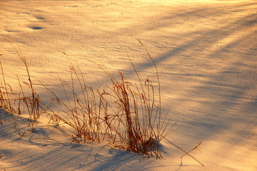 Image showing Snow Desert