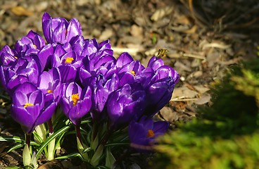 Image showing flowers