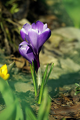 Image showing spring flower