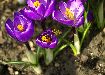 Image showing spring flower