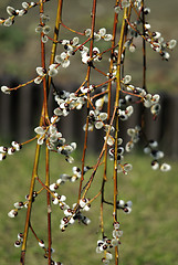 Image showing Spring palm