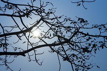 Image showing Silhouette of a willow tree with the sun behind the tree 