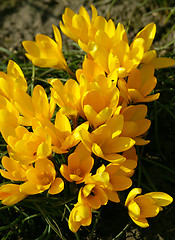 Image showing Yellow crocuses