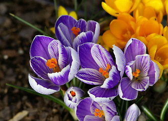 Image showing Spring flower