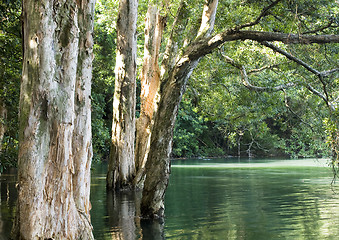 Image showing tree in water in forest