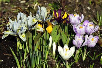 Image showing spring flowers