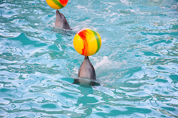 Image showing Dolphins with balls