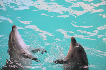 Image showing Dolphins at dance