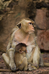 Image showing Monkey in Lopburi of Thailand