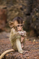 Image showing Monkey in Lopburi of Thailand