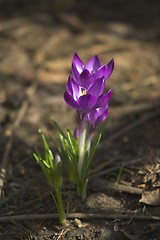 Image showing Spring flower