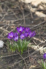 Image showing spring flower