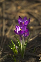 Image showing crocus