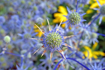 Image showing Blue Sea Holly Background