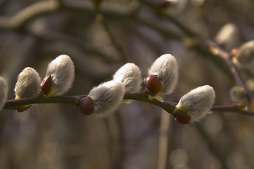 Image showing spring plant