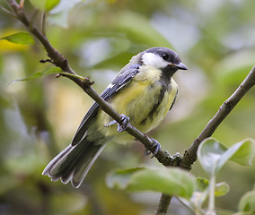 Image showing tit