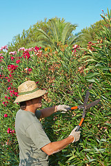 Image showing Pruning a hedge