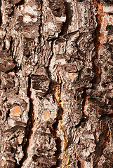 Image showing Pine wood texture