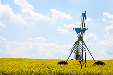 Image showing Pivot in Canola Field