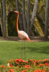 Image showing Pink flamingo.