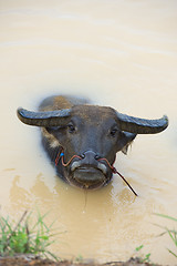 Image showing water buffalo bathing
