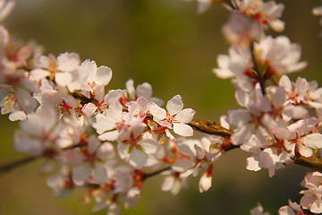 Image showing apple tree blossom