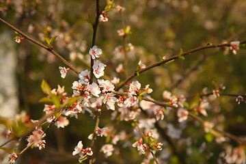 Image showing apple tree blossoms