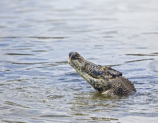 Image showing crocodile