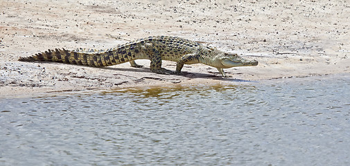 Image showing crocodile