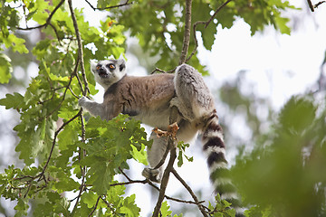 Image showing Lemur