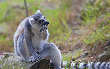 Image showing Lemur