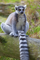 Image showing Lemur