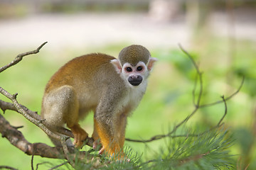 Image showing Common squirrel monkey