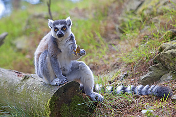 Image showing Lemur