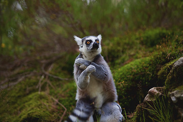 Image showing Lemur