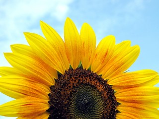 Image showing sunflower