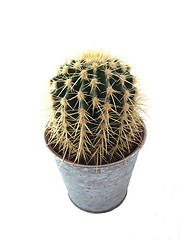 Image showing Cactus in a pot