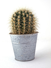 Image showing Cactus in a pot