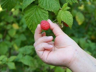 Image showing Raspberry