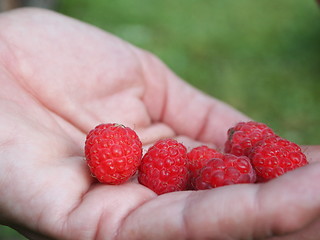 Image showing Raspberries