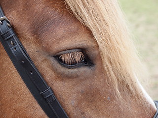 Image showing Horse 