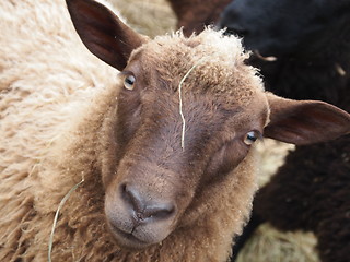 Image showing Domestic Sheep 