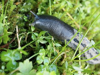 Image showing Slug