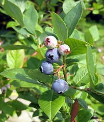 Image showing Huckleberries