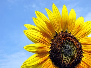 Image showing sunflower