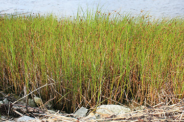 Image showing Straw by the sea