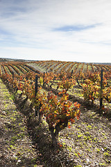 Image showing Vineyards in the fall