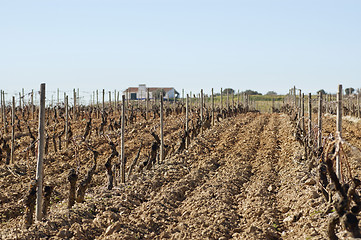 Image showing Vineyards in winter