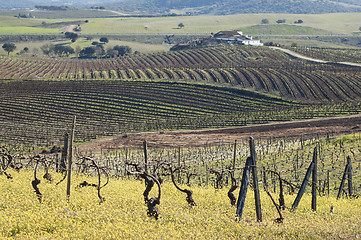 Image showing Vineyards in winter